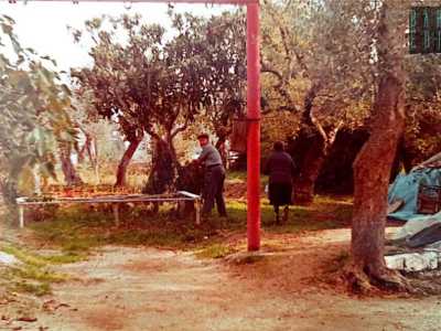 Un giardino visibilmente fiorito e colmo di verde, tra piante e palme che fanno da contorno all�abitazione il cui colore delle pareti era ancora acceso e vivido